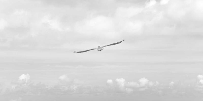 白山黑水的养生智慧:满族传统医药中的山林馈赠与生活哲学